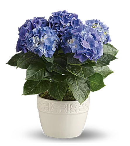 Beautiful Blue Hydrangea