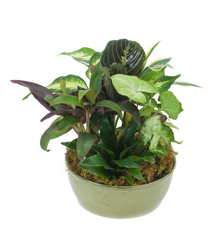 Small Dish Garden. An arrangement by The Flower Patch Florist.