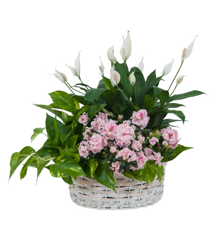 Living Blooming  White Garden Basket