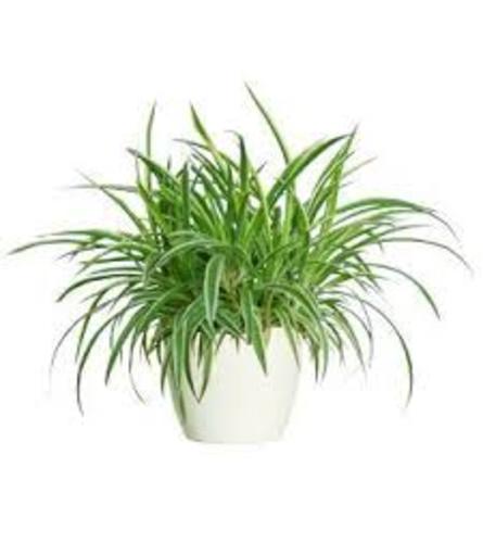 Spider plant