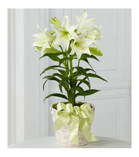 Classic Easter Lilies