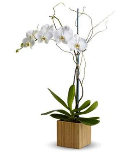 BAMBOO SHANGRI-LA