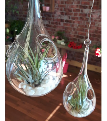 Air plants