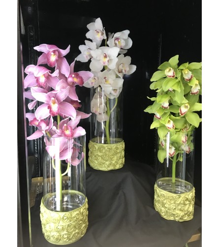 Elegant Cymbidium Orchards