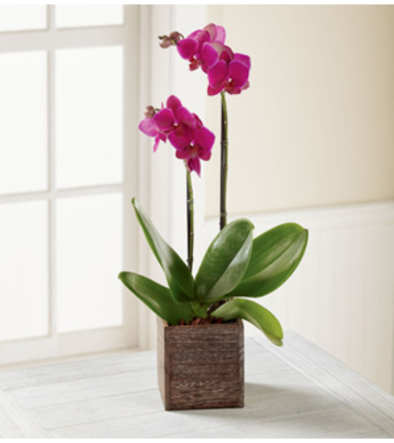 Orchid Planter