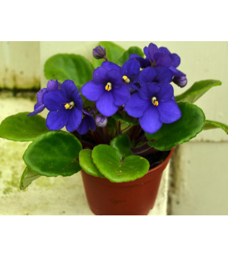 African Violet Plants