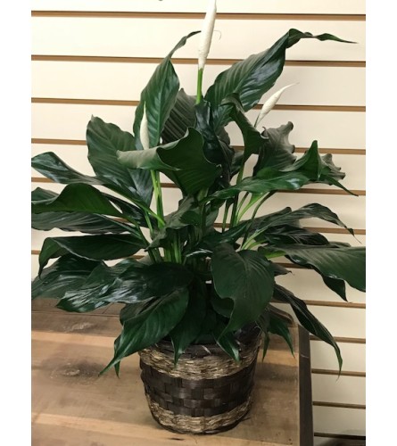 Mueller's Peace Lily in Basket