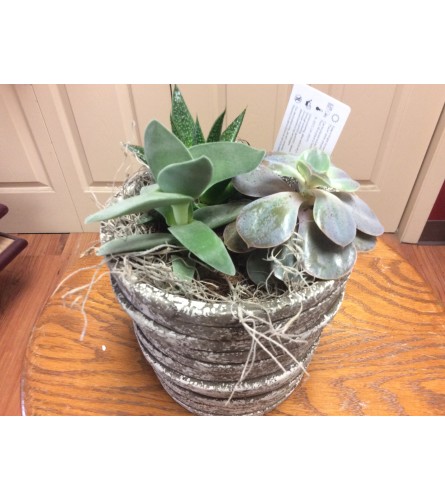 Succulent grey  bowl