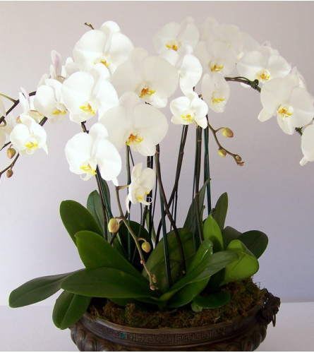 ORCHID PLANT IN SPECIAL CONTAINER