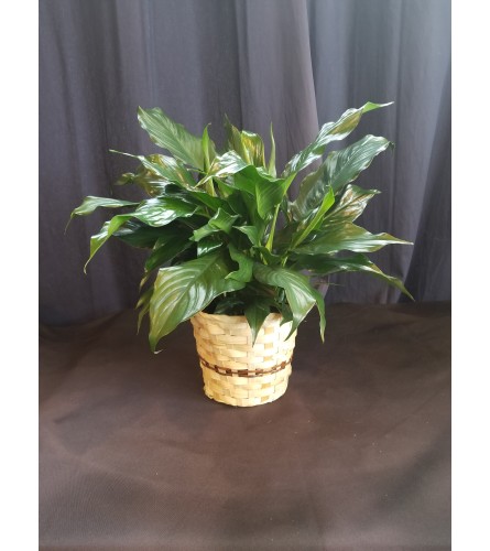 6 Inch Potted Peace Lily