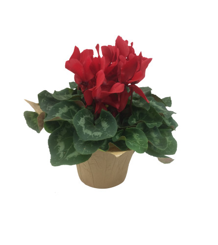 Plant - Cyclamen