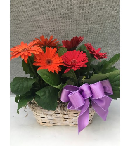 Blooming Gerber Plants Basket