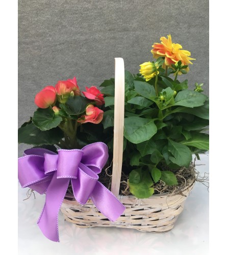 Assorted Blooming Plant Basket