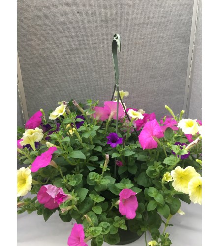 Blooming Petunia Hanging Basket
