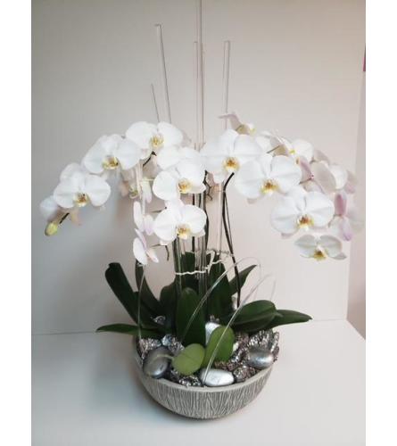 Multiple Orchids And Acrylic