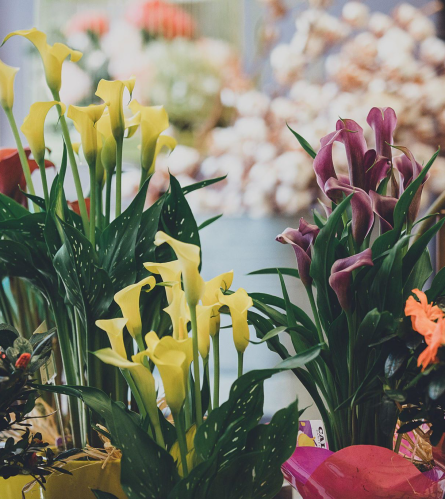 Potted Calla Lily