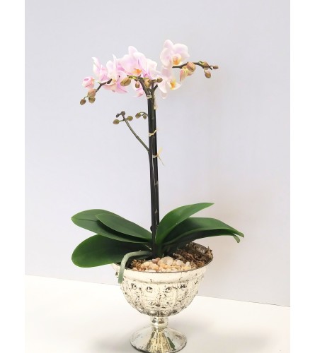 Petite Orchid