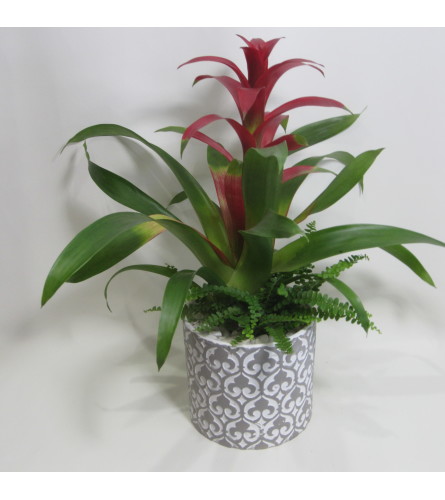 Blooming Bromeliad. An arrangement by Flowers Plus.