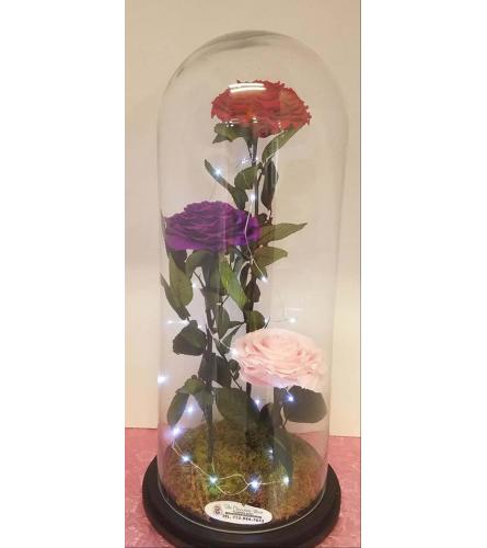 ENCHANTED ROSE LAMP MIX COLOR ROSES