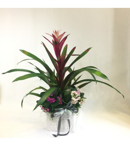 Guzmania Garden