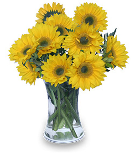 Sunshine and Sunflowers - Deluxe. An arrangement by April Showers Floral Designs.