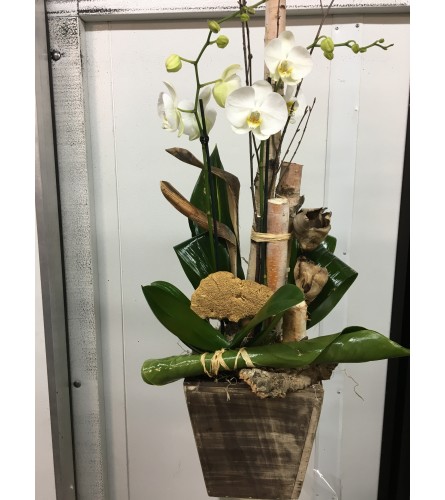 Breathtaking Orchid Planter