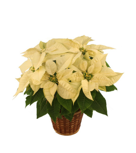 Winter white Poinsettia