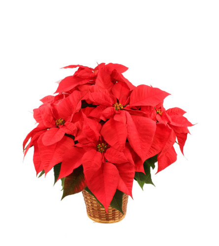 Vibrant red poinsettia