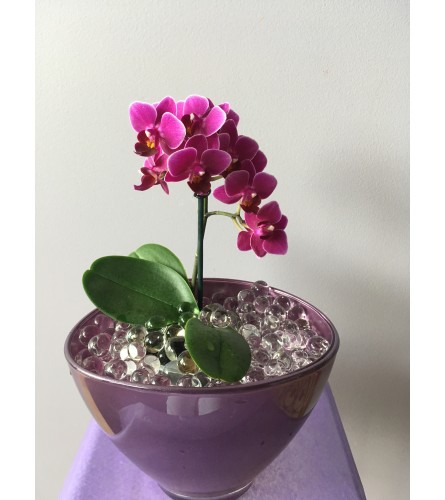 Purple mini orchid planter