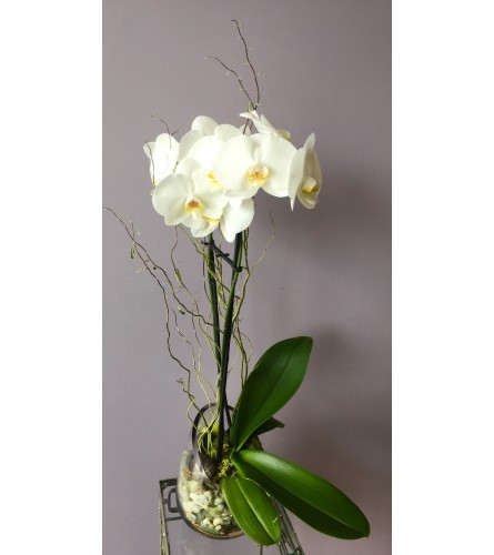 Contemporary White Orchid