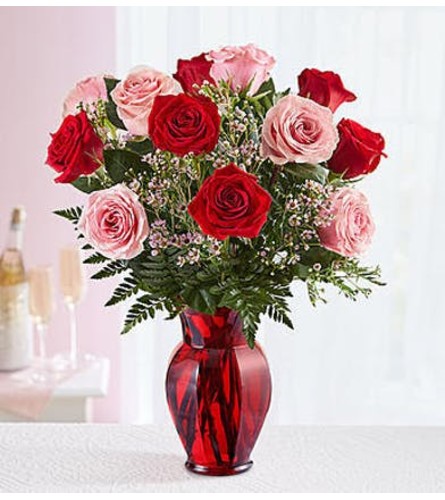 One Dozen Pink and Red Roses in Red Vase