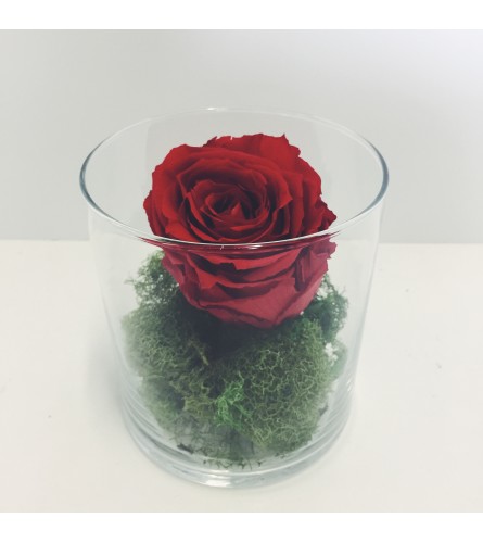 Perfectly Preserved Rose - Red