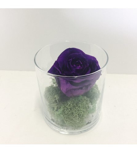 Perfectly Preserved Rose - Purple