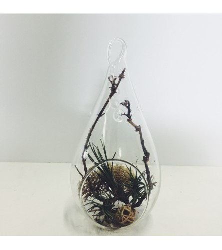 Hanging Airplant Terrarium