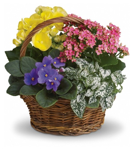 Mixed Blooming Basket