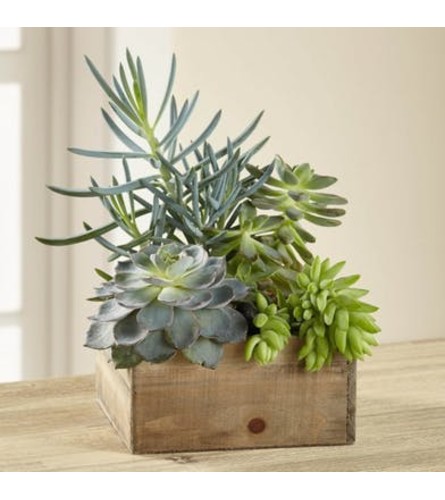 Southwestern Sophistication Succulent Garden Box