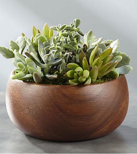 Simple Beauty Succulent Garden