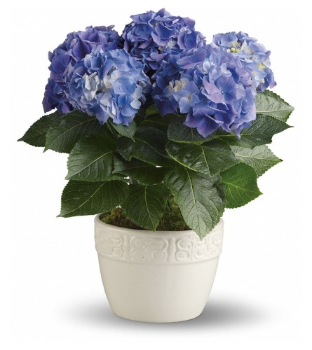 The Happy Hydrangea - Blue. An arrangement by Flowers of Jacksonville.