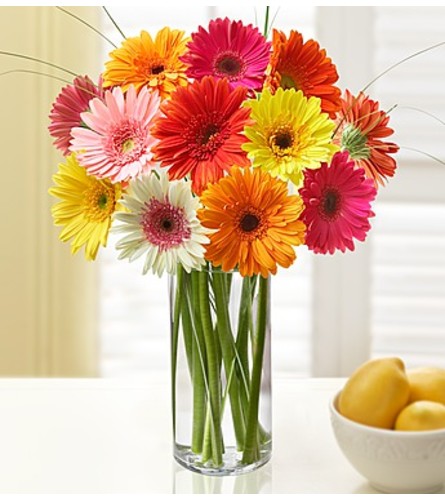 Glorious Gerberas (12)