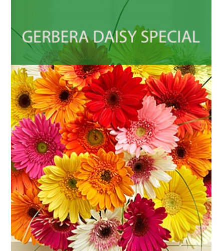 Wrapped Gerbera Daisy Special