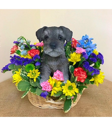 Miniature Schnauzer in a Basket. An arrangement by Lovingly.