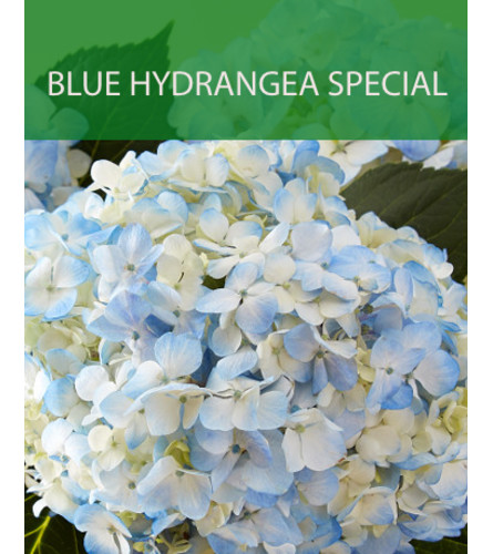 Wrapped Blue Hydrangea Special