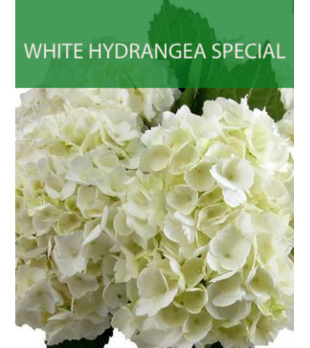 Wrapped White Hydrangea Special