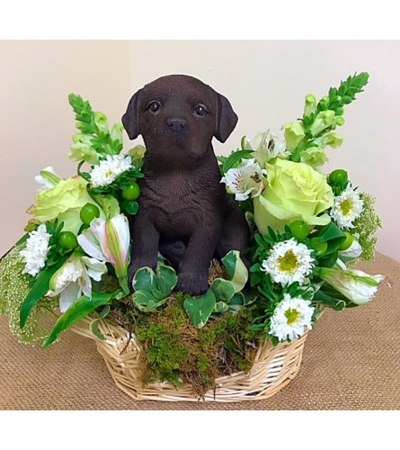 Chocolate Lab