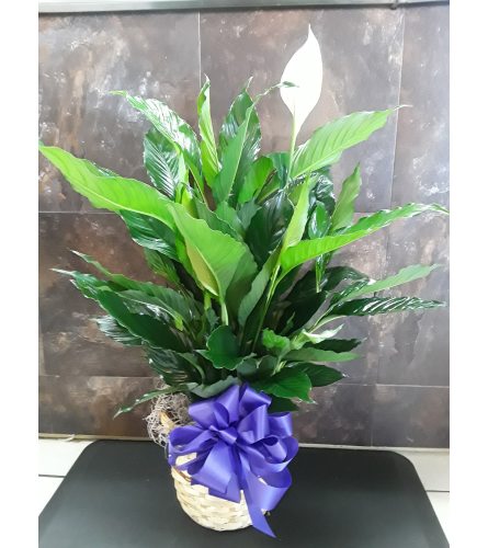 Peace Lily Spath