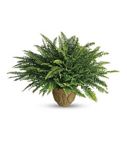 Heartwarming Thoughts Boston Fern by Teleflora