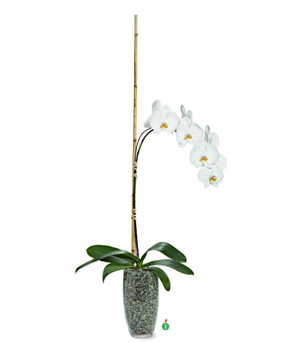 Single Stemmed Phalaenopsis Orchid