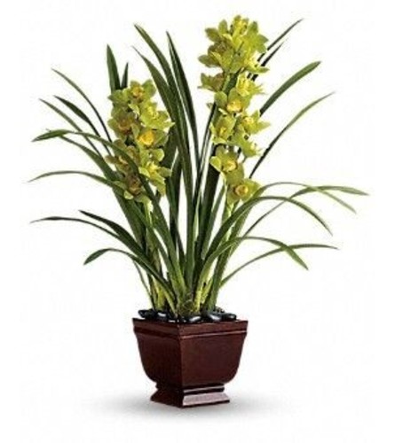 Cymbidium Planter