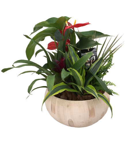 The Anthurium Tropical Planter