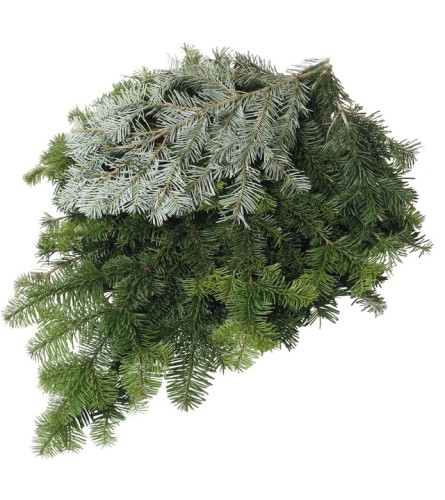 Silver Fir